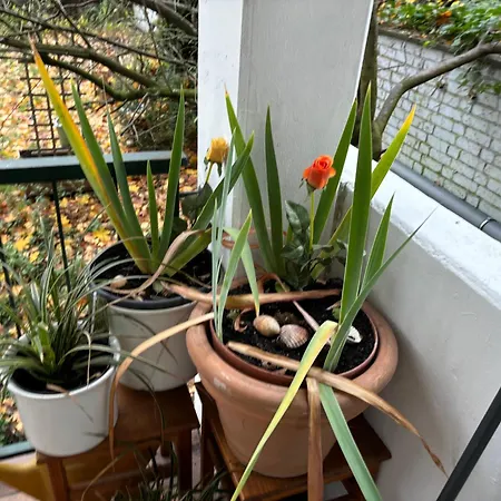 4 Min Naehe Von Hbf Und Dom Mit Garten ,balkon & Office *